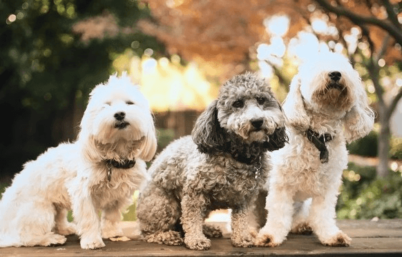 3 poodles sitting next to each other